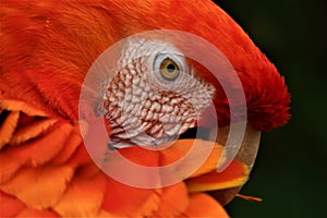 Orange parrot head