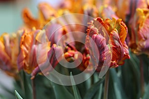 Orange Parrot Tulip