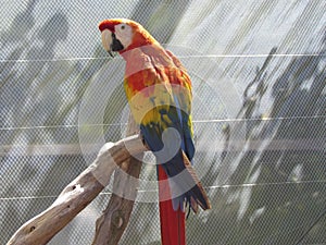 Orange parrot