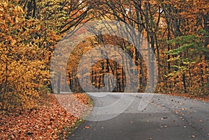 An orange pathway of trees in autumn at Brown County State Park.