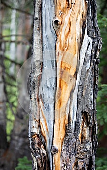 Orange Pattern Wood Grain on a Pine Tree in Rocky Mountain National Park