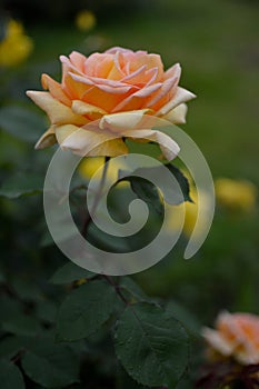 Orange, peach rose side view, vertical photo, rose head