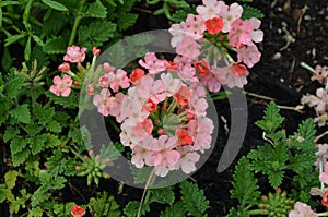 Orange and Peach Verbena Flowers in a Garden