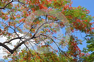 Orange peacock flower blooming in the garden, Bangkok, Thailand