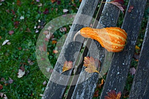 Orange pear-shaped ornamental gourd lies on rustic wooden bench