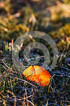 Orange peel on a bed of lush green grass at susnet