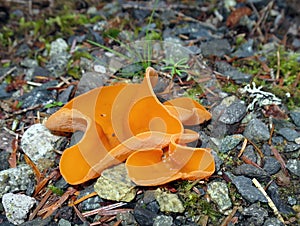 Orange Peel Fungus - Aleuria aurantia