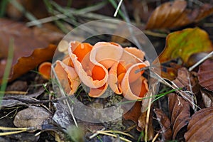 Orange peel fungus, Aleuria aurantia