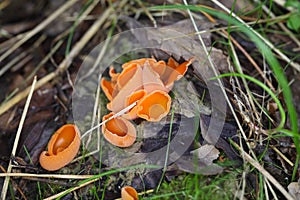 Orange peel fungus, Aleuria aurantia