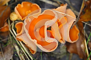 Orange peel fungus, Aleuria aurantia
