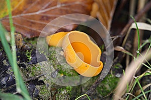 Orange peel fungus, Aleuria aurantia