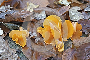 The Orange Peel Fungus photo