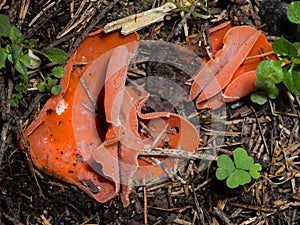 Orange Peel Fungus, Aleuria aurantia, on ground, macro, selective focus