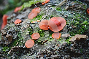 Orange peel fungus Aleuria aurantia growing on moss in a forest