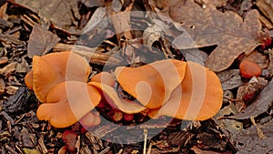 Orange peel mushrooms on the forest floor - Aleuria aurantia