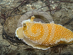 Orange Peel Nudibranch