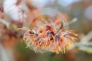 Orange peel witch hazel, Hamamelis x Intermedia Orange Peel flowering