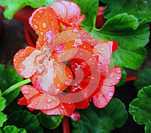 Orange Pelargonium zonale