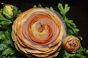 Orange peony plant, macro photo.