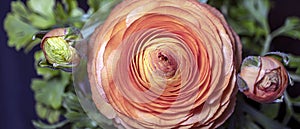 Orange peony plant, macro photo.