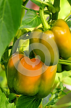 Orange pepper with green leaf. Orange sweet pepper growing green bush.