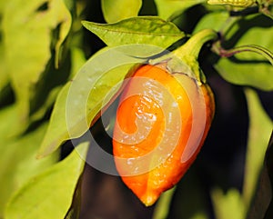 Orange pepper growing on bush