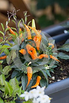 Orange pepper plant Capsicum frutescens