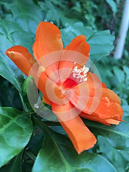 Orange Pereskia bleo Kunth blossom known as Rose Cactaceae or Wax Rose.