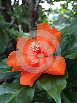 Orange Pereskia bleo Kunth blossom known as Rose Cactaceae or Wax Rose.