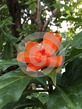 Orange Pereskia bleo Kunth blossom known as Rose Cactaceae or Wax Rose.