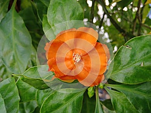Orange Pereskia grandifolia or rose cactus flower with green leaves