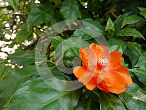 Orange Pereskia grandifolia or rose cactus flower with green leaves