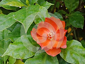 Orange Pereskia grandifolia or rose cactus flower with green leaves