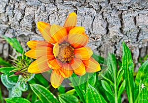 Orange Perrenial flower springtime