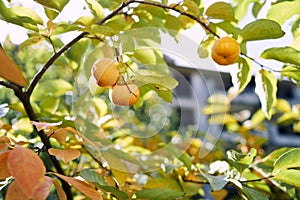 Orange persimmon grows on a tree among yellowing leaves
