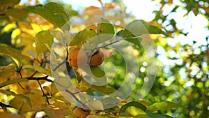 Orange persimmon grows on a tree among yellowing leaves in a grove