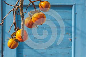 Orange Persimmon Ripens On A Tree In Autumn On A Blue Wooden Background