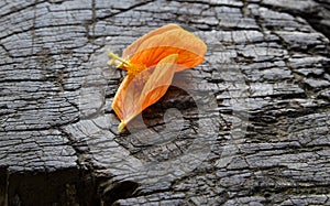 Orange petal flower fall on wood