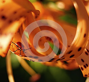 orange petal lily red beetle sunlight outdoor macro