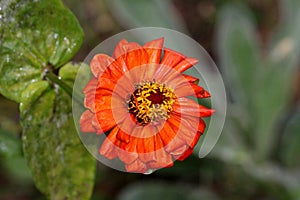 Orange petals of beautiful Zinnia flower with yellow center starting to shrivel and wither sprinkled with light rain on cloudy