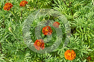 Orange petals of French Marigold with bee on green leaf, it is an annaul flowering plant in Daisy family, native to Mexico and