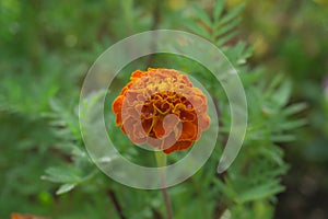 Orange petals of French Marigold wite water droplets on green leaf, it is an annaul flowering plant in Daisy family, native to