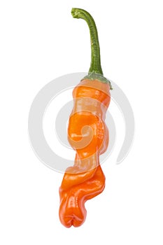 Orange peter's pepper