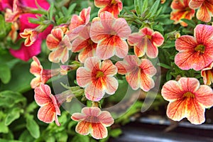 Orange petunia flowers