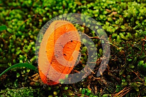 Orange Pezizaceae in nature