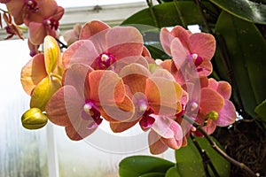 Orange phalaenopsis orchid