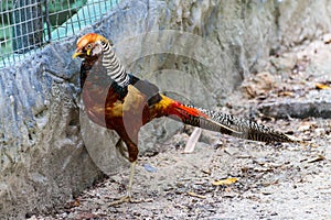 Orange pheasant in Chiangmai Zoo , Thailand