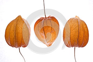 Orange physalis