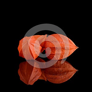 Orange Physalis on a black