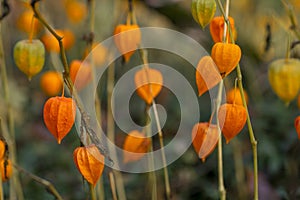 orange physalis closeup fall outdoor photo